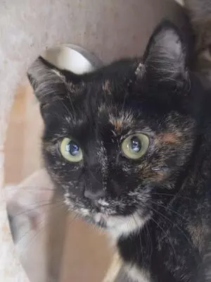 Karen, Europäisch Kurzhaar - Katze