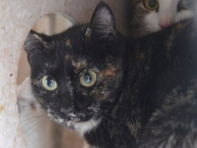 Karen, Europäisch Kurzhaar - Katze