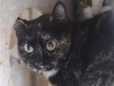 Karen, Europäisch Kurzhaar - Katze