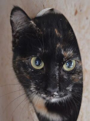 Karen, Europäisch Kurzhaar - Katze
