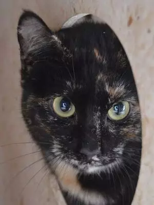 Karen, Europäisch Kurzhaar - Katze