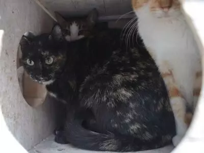 Karen, Europäisch Kurzhaar - Katze
