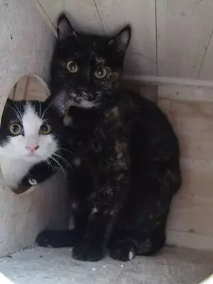 Karen, Europäisch Kurzhaar - Katze