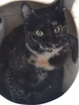 Karen, Europäisch Kurzhaar - Katze