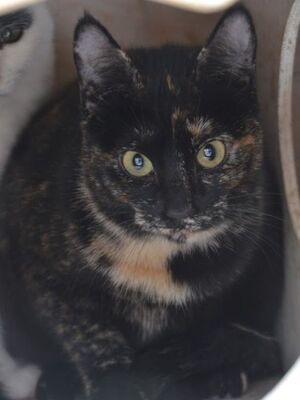 Karen, Europäisch Kurzhaar - Katze