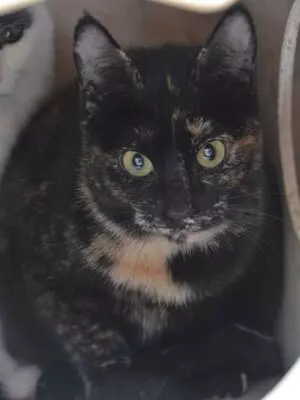 Karen, Europäisch Kurzhaar - Katze