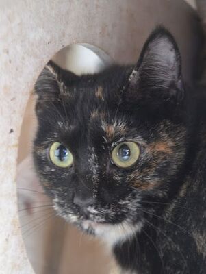 Karen, Europäisch Kurzhaar - Katze