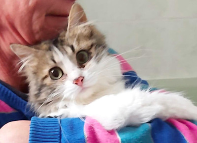 Karina und Damira RESERVIERT - Katze