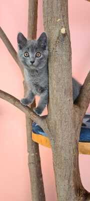 Kartäuser Jungtier - Kater