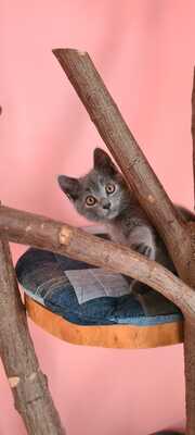 Kartäuser Jungtier - Kater