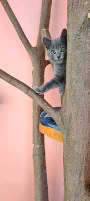 Kartäuser Jungtier - Kater