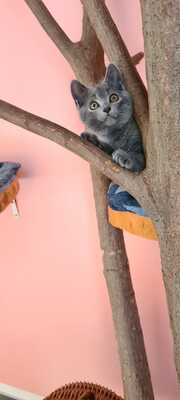 Kartäuser Jungtier - Kater