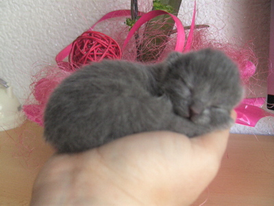 Kartäuser Jungtier - Kater