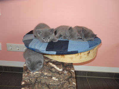 Kartäuser Jungtier - Kater