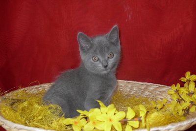 Kartäuser Jungtier - Katze