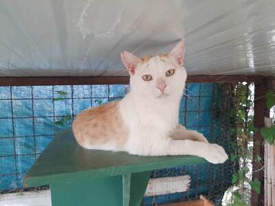 Kasper - Verschmauster Kater, ca. 4 Jahre *FIV+*, Mischling - Kater