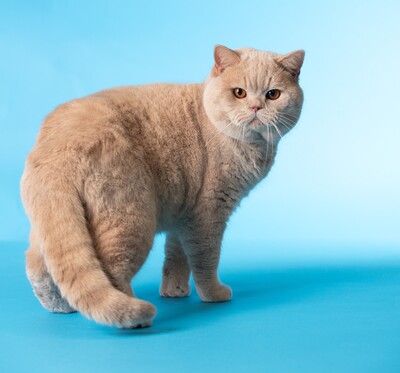 Katalena´Dax vom Haus am Ring