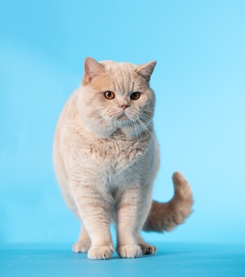 Katalena´Dax vom Haus am Ring, BKH - - Kater