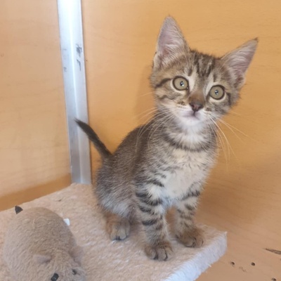 Kater Aaron und Samuel warten auf Post, EKH - Kater
