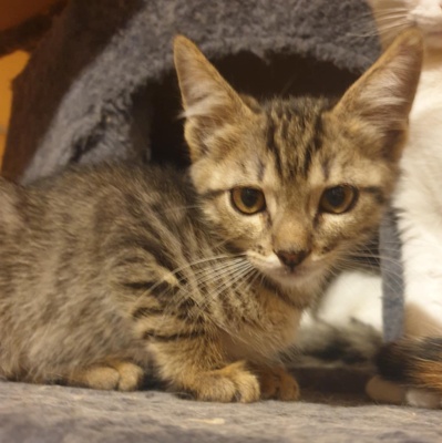 Kater Aaron und Samuel warten auf Post, EKH - Kater