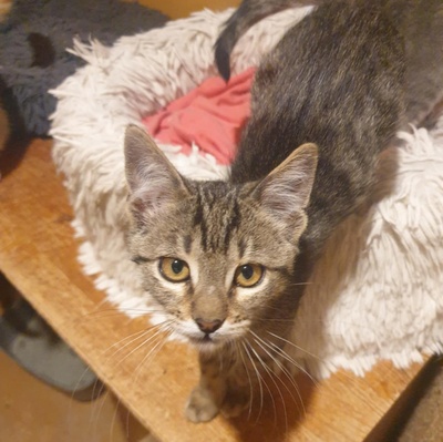 Kater Aaron und Samuel warten auf Post, EKH - Kater