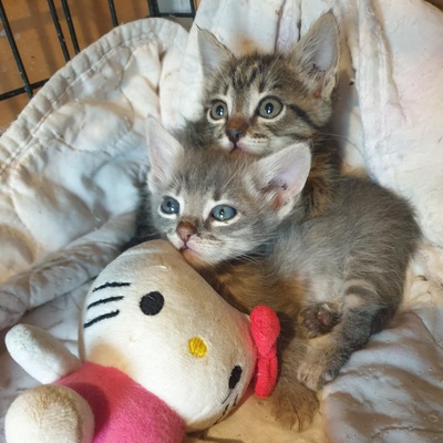 Kater Aaron und Samuel warten auf Post, EKH - Kater