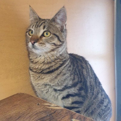 Kater Aaron und Samuel warten auf Post, EKH - Kater