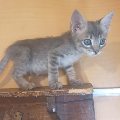 Kater Aaron und Samuel warten auf Post, EKH - Kater