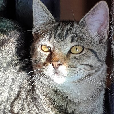 Kater Aaron und Samuel warten auf Post, EKH - Kater