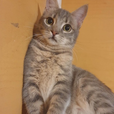 Kater Aaron und Samuel warten auf Post, EKH - Kater