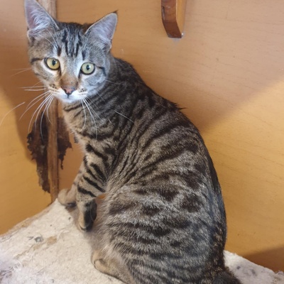 Kater Aaron und Samuel warten auf Post, EKH - Kater