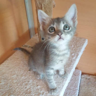 Kater Aaron und Samuel warten auf Post, EKH - Kater