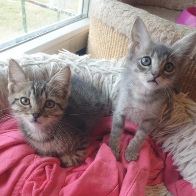 Kater Aaron und Samuel warten auf Post, EKH - Kater