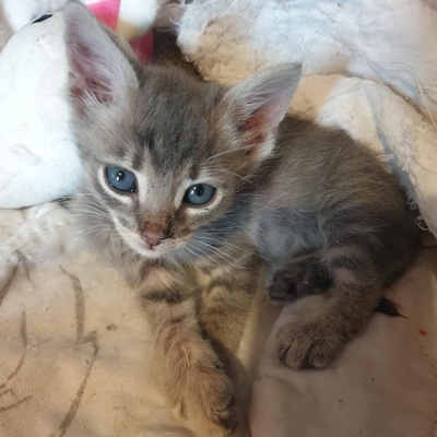 Kater Aaron und Samuel warten auf Post, EKH - Kater