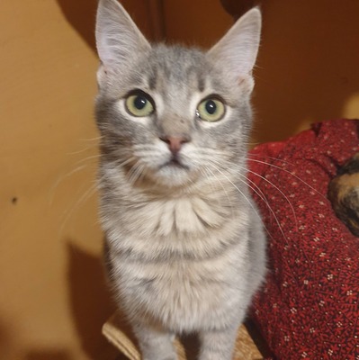 Kater Aaron und Samuel warten auf Post, EKH - Kater