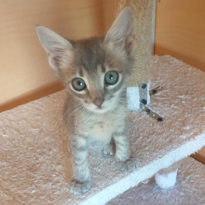 Kater Aaron und Samuel warten auf Post, EKH - Kater