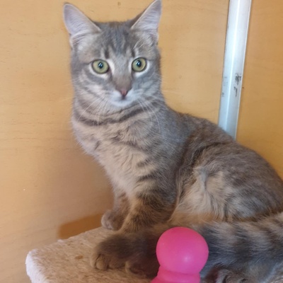 Kater Aaron und Samuel warten auf Post, EKH - Kater