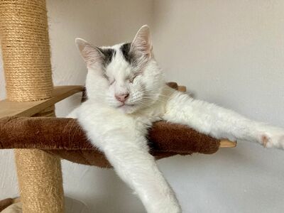 Kater Amiro liebt seine Menschen sehr, EKH - Kater