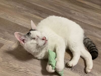 Kater Amiro liebt seine Menschen sehr, EKH - Kater
