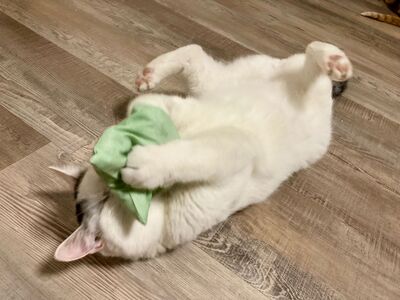 Kater Amiro liebt seine Menschen sehr, EKH - Kater