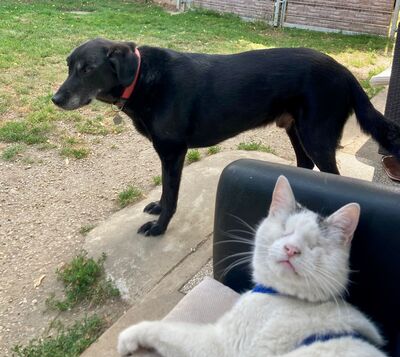 Kater Amiro liebt seine Menschen sehr, EKH - Kater