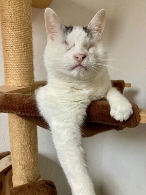 Kater Amiro liebt seine Menschen sehr, EKH - Kater