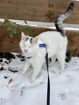 Kater Amiro liebt seine Menschen sehr, EKH - Kater
