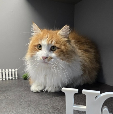 Kater Aslan und Kiano warten auf Post, EKH - Kater