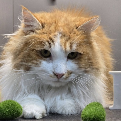 Kater Aslan und Kiano warten auf Post, EKH - Kater