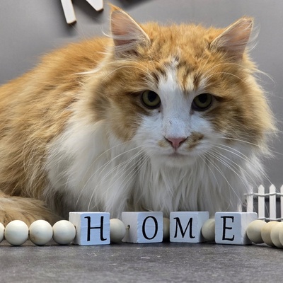 Kater Aslan und Kiano warten auf Post, EKH - Kater