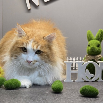 Kater Aslan und Kiano warten auf Post, EKH - Kater