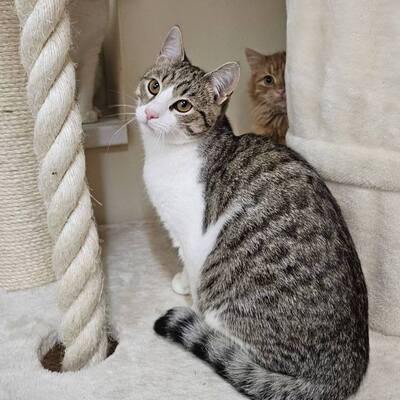 Kater Aslan und Kiano warten auf Post, EKH - Kater