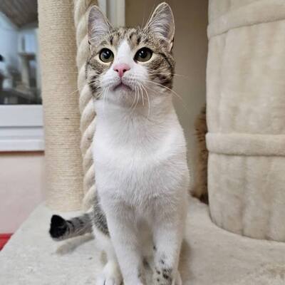 Kater Aslan und Kiano warten auf Post, EKH - Kater