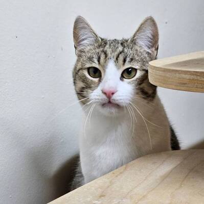 Kater Aslan und Kiano warten auf Post, EKH - Kater